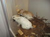 Filename=20110216_033.jpg
Filesize=128KiB
Dimensions=1024x768
Date added=Apr 25, 2011 20110216_033.jpg