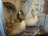 Filename=20110216_034.jpg
Filesize=164KiB
Dimensions=1024x768
Date added=Apr 25, 2011 20110216_034.jpg
