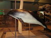 Filename=20110216_037.jpg
Filesize=132KiB
Dimensions=1024x768
Date added=Apr 25, 2011 20110216_037.jpg