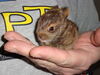Filename=20110528_001.jpg
Filesize=172KiB
Dimensions=1024x768
Date added=Jun 14, 2011 20110528_001.jpg