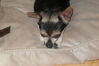 Filename=20110722_001.jpg
Filesize=122KiB
Dimensions=1023x682
Date added=Sep 01, 2011 20110722_001.jpg
