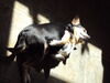 Filename=20110725_001.jpg
Filesize=106KiB
Dimensions=1024x768
Date added=Sep 01, 2011 20110725_001.jpg