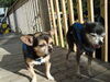 Filename=20110731_007.jpg
Filesize=192KiB
Dimensions=1024x768
Date added=Sep 01, 2011 20110731_007.jpg