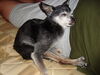 Filename=20110804_027.jpg
Filesize=178KiB
Dimensions=1024x768
Date added=Sep 07, 2011 20110804_027.jpg