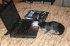 Filename=20110804_029.jpg
Filesize=142KiB
Dimensions=1023x682
Date added=Sep 07, 2011 20110804_029.jpg