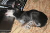 Filename=20110804_030.jpg
Filesize=140KiB
Dimensions=1023x682
Date added=Sep 07, 2011 20110804_030.jpg