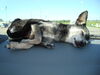 Filename=20110805_002.jpg
Filesize=118KiB
Dimensions=1024x768
Date added=Sep 07, 2011 20110805_002.jpg