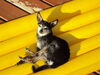 Filename=20110810_018.jpg
Filesize=123KiB
Dimensions=1024x768
Date added=Sep 07, 2011 20110810_018.jpg