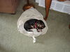 Filename=20110903_001.jpg
Filesize=186KiB
Dimensions=1024x768
Date added=Sep 21, 2011 20110903_001.jpg