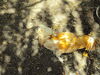 Filename=20110911_007.jpg
Filesize=250KiB
Dimensions=1024x768
Date added=Sep 21, 2011 20110911_007.jpg