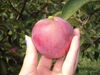 Filename=20110911_016.jpg
Filesize=121KiB
Dimensions=1024x768
Date added=Sep 21, 2011 20110911_016.jpg