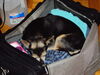 Filename=20110918_001.jpg
Filesize=138KiB
Dimensions=1024x768
Date added=Sep 21, 2011 20110918_001.jpg