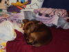 Filename=20111010_001.jpg
Filesize=122KiB
Dimensions=1024x768
Date added=Dec 11, 2011 20111010_001.jpg