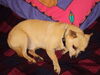 Filename=20111010_002.jpg
Filesize=102KiB
Dimensions=1024x768
Date added=Dec 11, 2011 20111010_002.jpg