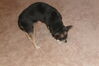 Filename=20111014_002.JPG
Filesize=123KiB
Dimensions=1023x682
Date added=Feb 21, 2012 20111014_002.JPG