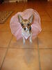 Filename=20111028_001.jpg
Filesize=132KiB
Dimensions=768x1024
Date added=Dec 11, 2011 20111028_001.jpg