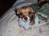 Filename=20111030_001.jpg
Filesize=139KiB
Dimensions=1024x768
Date added=Dec 11, 2011 20111030_001.jpg