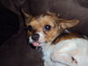 Filename=20111030_002.jpg
Filesize=78KiB
Dimensions=1024x768
Date added=Dec 11, 2011 20111030_002.jpg