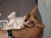 Filename=20111108_006.jpg
Filesize=141KiB
Dimensions=1024x768
Date added=Dec 11, 2011 20111108_006.jpg
