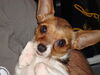 Filename=20111108_007.jpg
Filesize=158KiB
Dimensions=1024x768
Date added=Dec 11, 2011 20111108_007.jpg