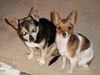 Filename=20111114_003.jpg
Filesize=128KiB
Dimensions=1024x768
Date added=Dec 11, 2011 20111114_003.jpg