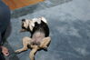 Filename=20111225_008.jpg
Filesize=161KiB
Dimensions=1023x685
Date added=Feb 21, 2012 20111225_008.jpg