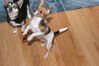 Filename=20111225_022.jpg
Filesize=177KiB
Dimensions=1023x685
Date added=Feb 21, 2012 20111225_022.jpg