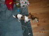 Filename=20111225_048.jpg
Filesize=164KiB
Dimensions=1024x768
Date added=Feb 21, 2012 20111225_048.jpg