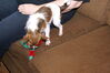 Filename=20111225_057.jpg
Filesize=197KiB
Dimensions=1023x685
Date added=Feb 21, 2012 20111225_057.jpg