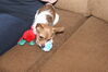 Filename=20111225_060.jpg
Filesize=235KiB
Dimensions=1023x685
Date added=Feb 21, 2012 20111225_060.jpg