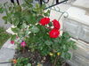 Filename=20120623_007.jpg
Filesize=214KiB
Dimensions=1024x768
Date added=Aug 03, 2012 20120623_007.jpg