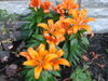 Filename=20120623_009.jpg
Filesize=199KiB
Dimensions=1024x768
Date added=Aug 03, 2012 20120623_009.jpg