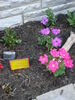 Filename=20120623_010.jpg
Filesize=198KiB
Dimensions=768x1024
Date added=Aug 03, 2012 20120623_010.jpg