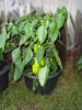Filename=20120630_016.jpg
Filesize=200KiB
Dimensions=768x1024
Date added=Aug 03, 2012 20120630_016.jpg