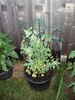 Filename=20120630_018.jpg
Filesize=184KiB
Dimensions=768x1024
Date added=Aug 03, 2012 20120630_018.jpg