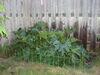 Filename=20120630_021.jpg
Filesize=202KiB
Dimensions=1024x768
Date added=Aug 03, 2012 20120630_021.jpg