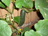 Filename=20120630_023.jpg
Filesize=189KiB
Dimensions=1024x768
Date added=Aug 03, 2012 20120630_023.jpg