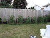 Filename=20120630_025.jpg
Filesize=205KiB
Dimensions=1024x768
Date added=Aug 03, 2012 20120630_025.jpg