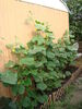 Filename=20120709_002.jpg
Filesize=177KiB
Dimensions=768x1024
Date added=Mar 24, 2013 20120709_002.jpg