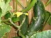 Filename=20120709_003.jpg
Filesize=173KiB
Dimensions=1024x768
Date added=Mar 24, 2013 20120709_003.jpg