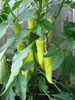 Filename=20120709_009.jpg
Filesize=164KiB
Dimensions=768x1024
Date added=Mar 24, 2013 20120709_009.jpg