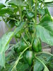 Filename=20120709_010.jpg
Filesize=162KiB
Dimensions=768x1024
Date added=Mar 24, 2013 20120709_010.jpg