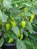 Filename=20120709_011.jpg
Filesize=147KiB
Dimensions=768x1024
Date added=Mar 24, 2013 20120709_011.jpg