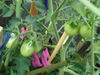 Filename=20120709_014.jpg
Filesize=163KiB
Dimensions=1024x768
Date added=Mar 24, 2013 20120709_014.jpg