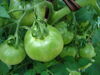 Filename=20120709_015.jpg
Filesize=137KiB
Dimensions=1024x768
Date added=Mar 24, 2013 20120709_015.jpg