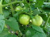 Filename=20120709_016.jpg
Filesize=162KiB
Dimensions=1024x768
Date added=Mar 24, 2013 20120709_016.jpg