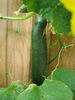 Filename=20120709_018.jpg
Filesize=115KiB
Dimensions=768x1024
Date added=Mar 24, 2013 20120709_018.jpg