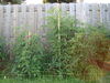 Filename=20120709_019.jpg
Filesize=238KiB
Dimensions=1024x768
Date added=Mar 24, 2013 20120709_019.jpg