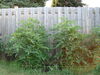 Filename=20120709_020.jpg
Filesize=234KiB
Dimensions=1024x768
Date added=Mar 24, 2013 20120709_020.jpg