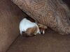 Filename=20120724_002.jpg
Filesize=252KiB
Dimensions=1024x768
Date added=Mar 24, 2013 20120724_002.jpg